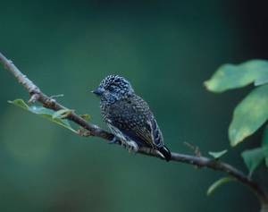 Juveniler Braunohr-Zwergspecht (Picumnus sclateri; © J. Ferdinand)