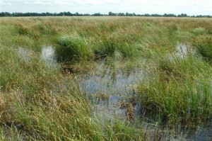 Untersuchungsgebiet: Polderflächen im Peenetal (Foto: B. Herold)