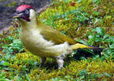 Green Woodpecker